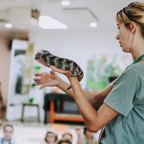 409035273_797840089029606_3599782493145345078_n Staff member holding lizard teaching children at Byron Bay Wildlife Sanctuary