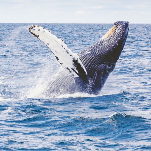 Whale Leaping Near Byron Bay Whale Leaping Near Byron Bay