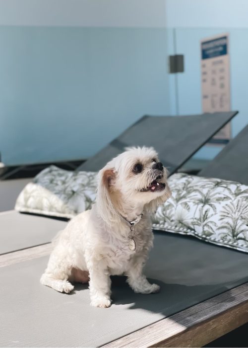 bs-image-family-pet-friendly bs-image-family-pet-friendly