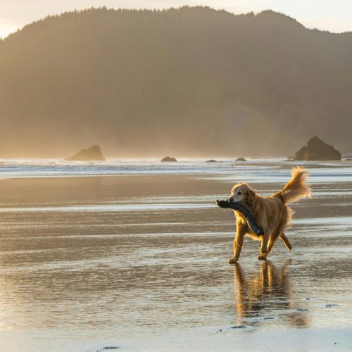 paul-buffington-Lwe2hbm5XKk-unsplash Dog at Byron Bay beach